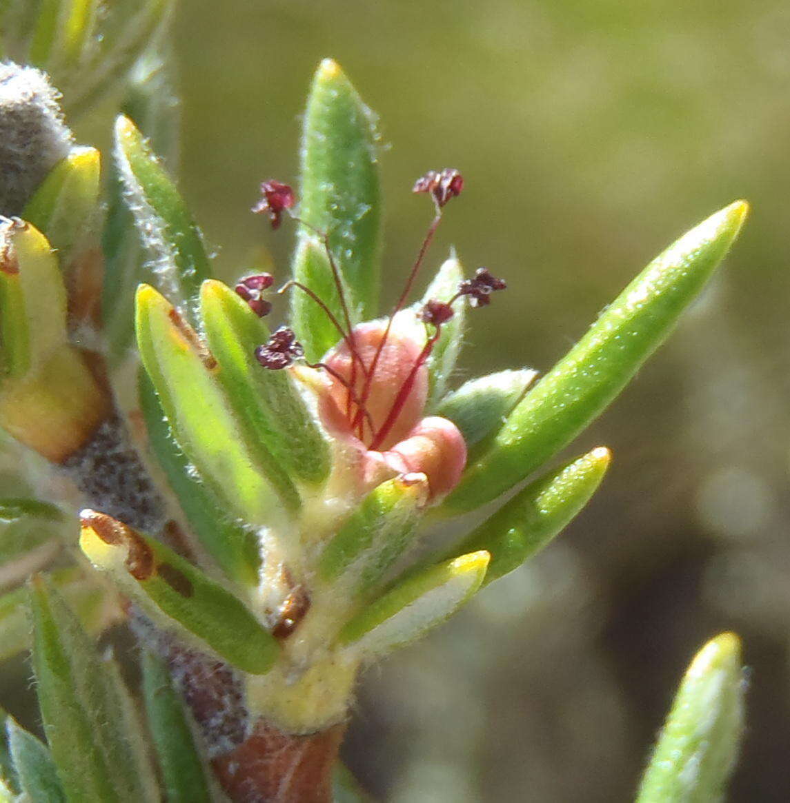 Image of Cliffortia eriocephalina Cham.