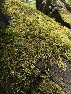 Image of seductive entodon moss