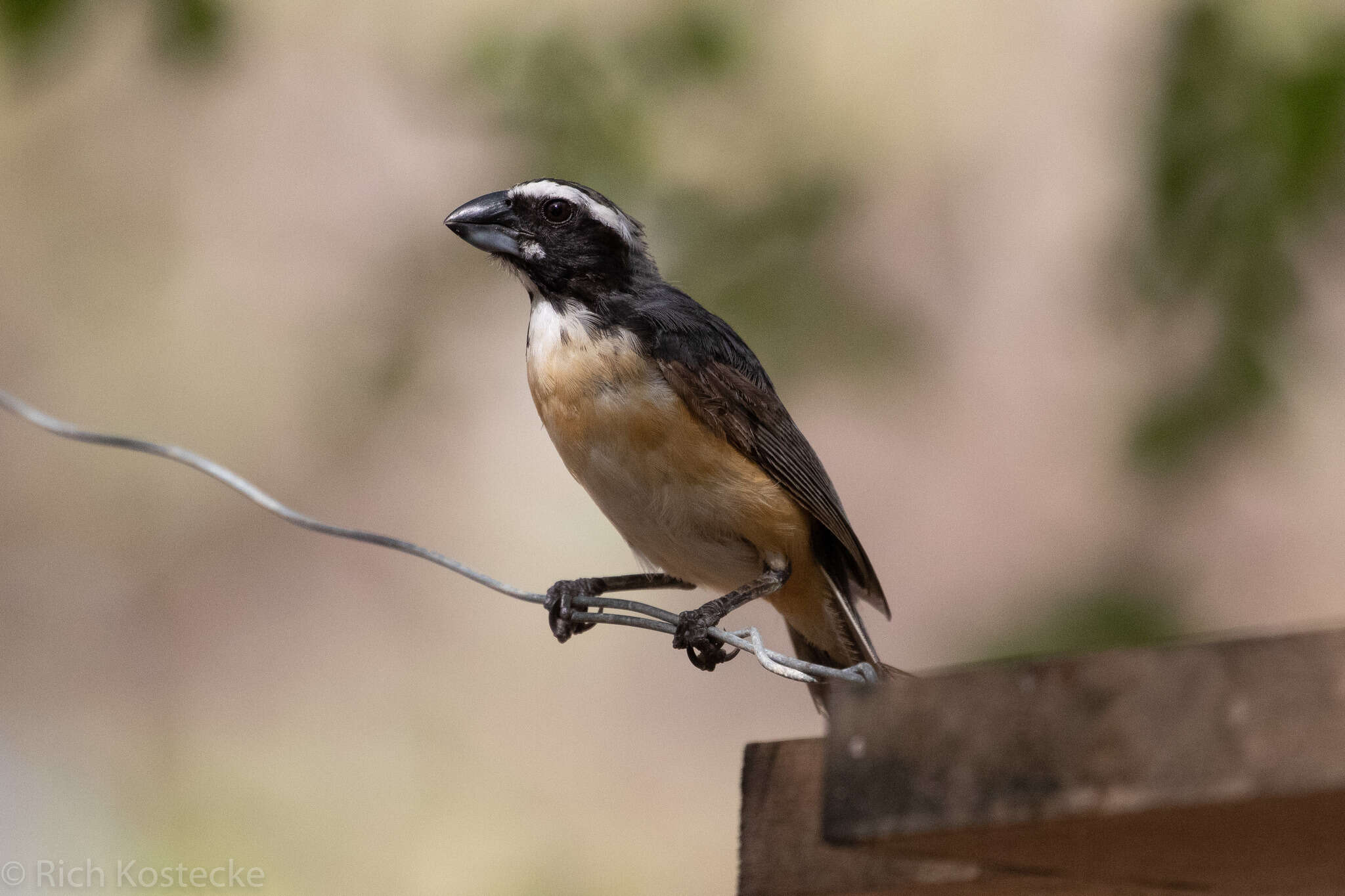 صورة Saltator orenocensis Lafresnaye 1846