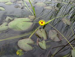 Plancia ëd Nuphar microphylla (Pers.) Fern.