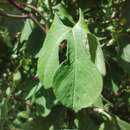 صورة Ipomoea cheirophylla O'Donell