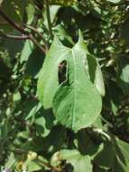 Image of Ipomoea cheirophylla O'Donell