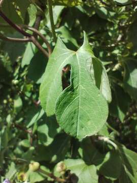 Ipomoea cheirophylla O'Donell resmi