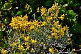 Image of Genista microphylla DC.