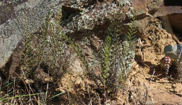 Image of Cheilanthes parviloba (Sw.) Sw.