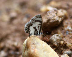 Image of White-banded Babul Blue