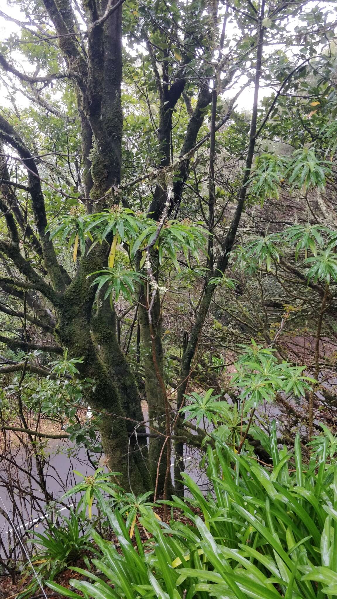 Image of Canary Spurge