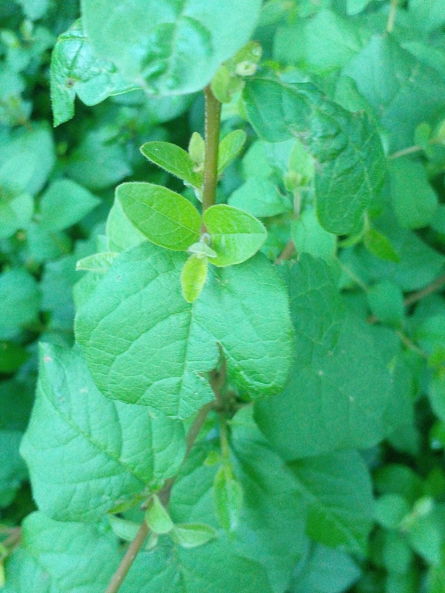 Image of Pisoniella arborescens (Lag. & Rodr.) Standl.