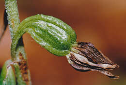 Image of Epipactis leptochila subsp. leptochila