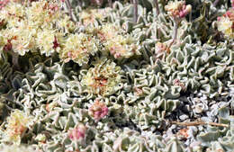 Imagem de Eriogonum ovalifolium var. nivale (Canby ex Coville) M. E. Jones