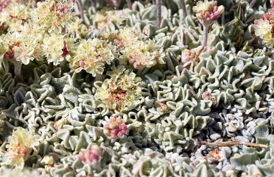 Imagem de Eriogonum ovalifolium var. nivale (Canby ex Coville) M. E. Jones