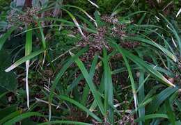 Image of Cyperus alternifolius subsp. flabelliformis Kük.