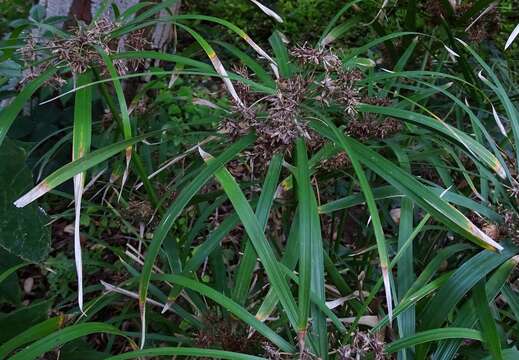 Sivun Cyperus alternifolius subsp. flabelliformis Kük. kuva