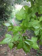 Image of Chinese Sweetgum