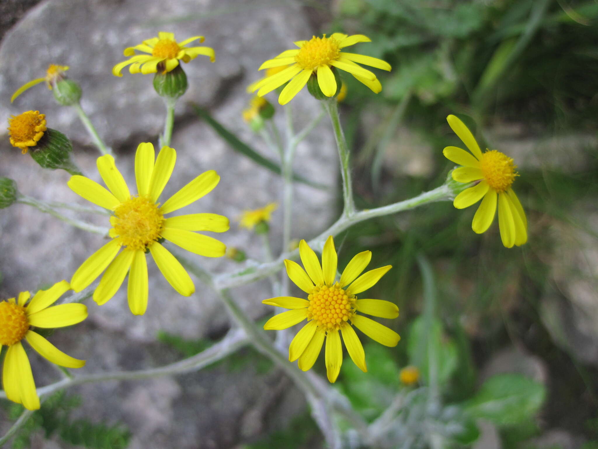 Image of Oresbia heterocarpa Cron & B. Nord.