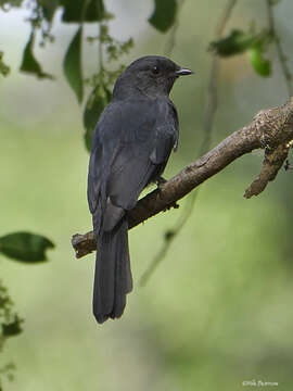 Plancia ëd Melaenornis edolioides (Swainson 1837)