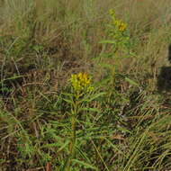 Image of Solidago nitida Torr. & A. Gray