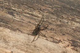 Image of Giant House Spider