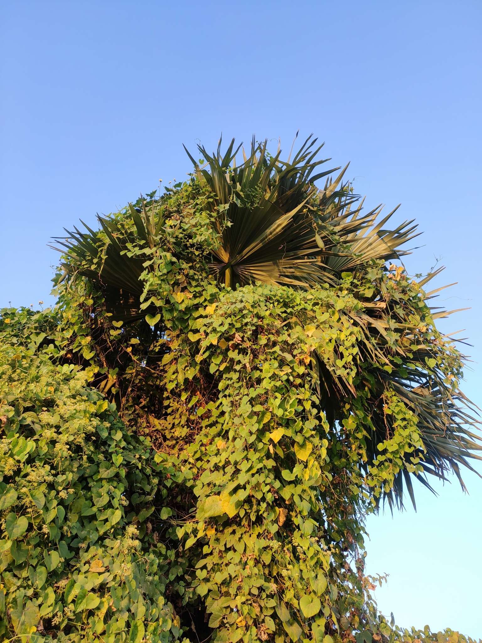 Image of toddy palm