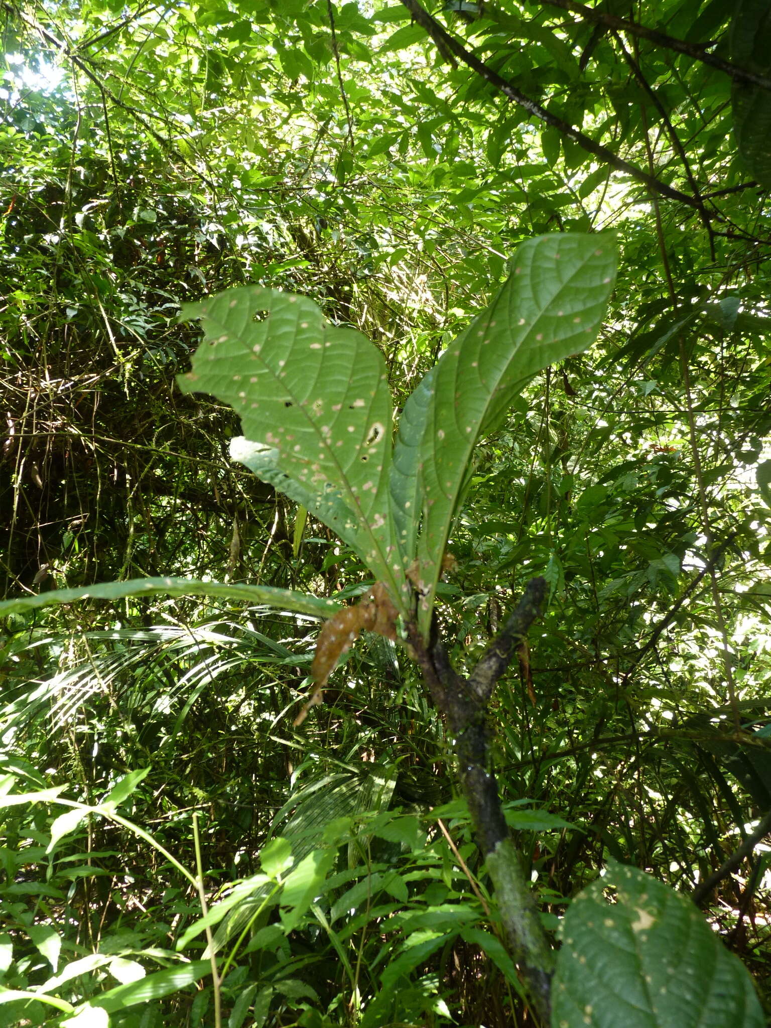 Plancia ëd Quararibea pumila W. S. Alverson