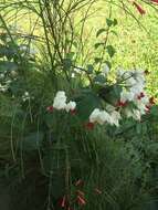 Imagem de Clerodendrum thomsoniae Balf. fil.