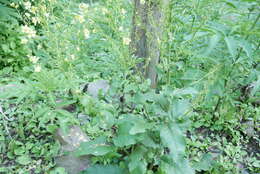 Image of Verbascum gracilescens Hub.-Mor.