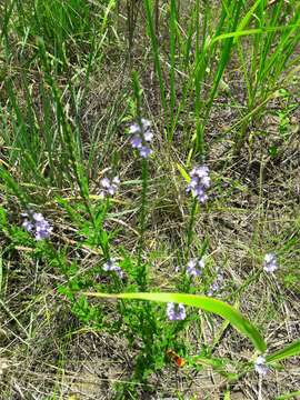 Image of Gulf vervain