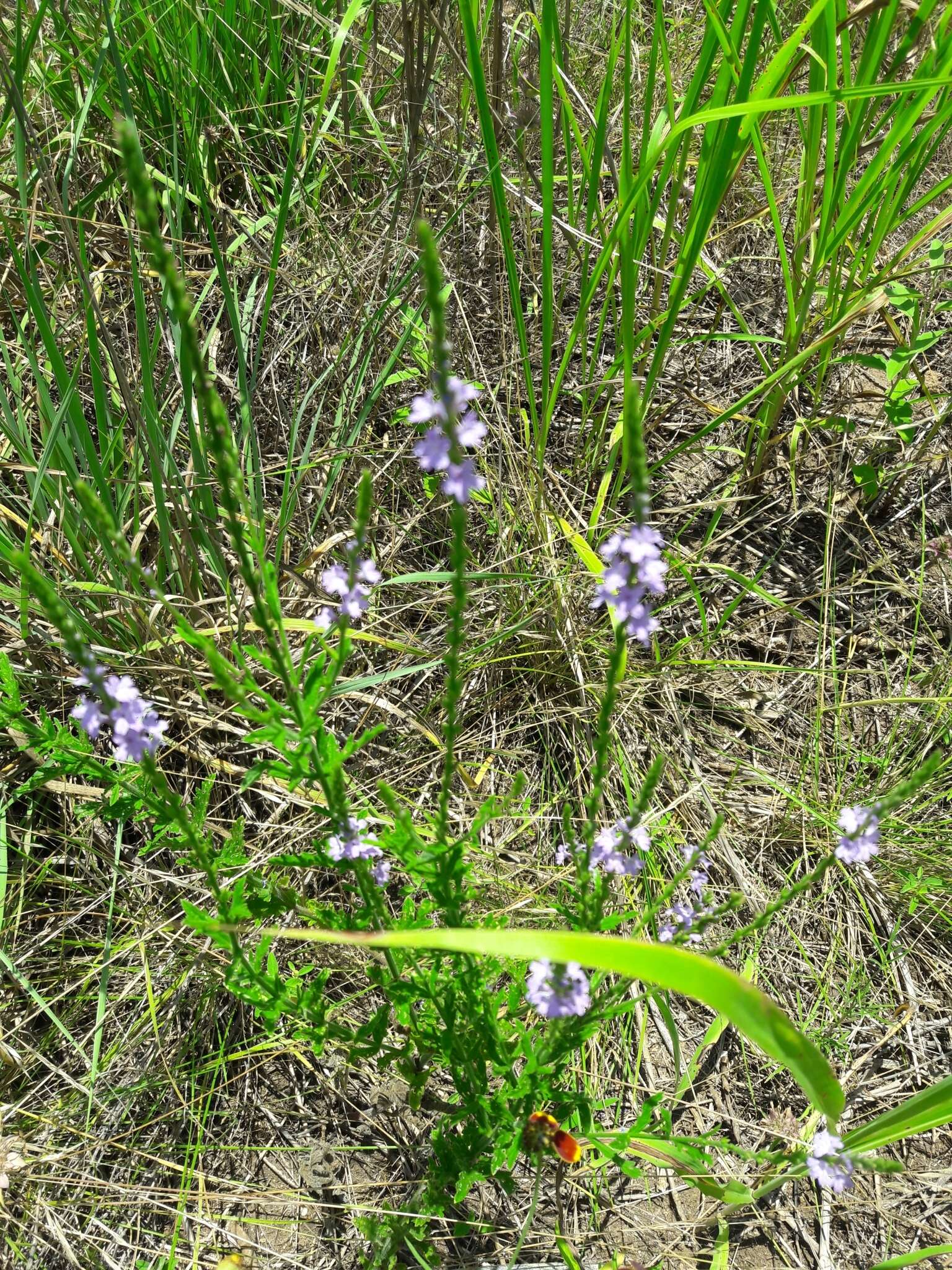 Image de Verbena xutha Lehm.