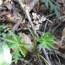 Image of Begonia crassicaulis Lindl.