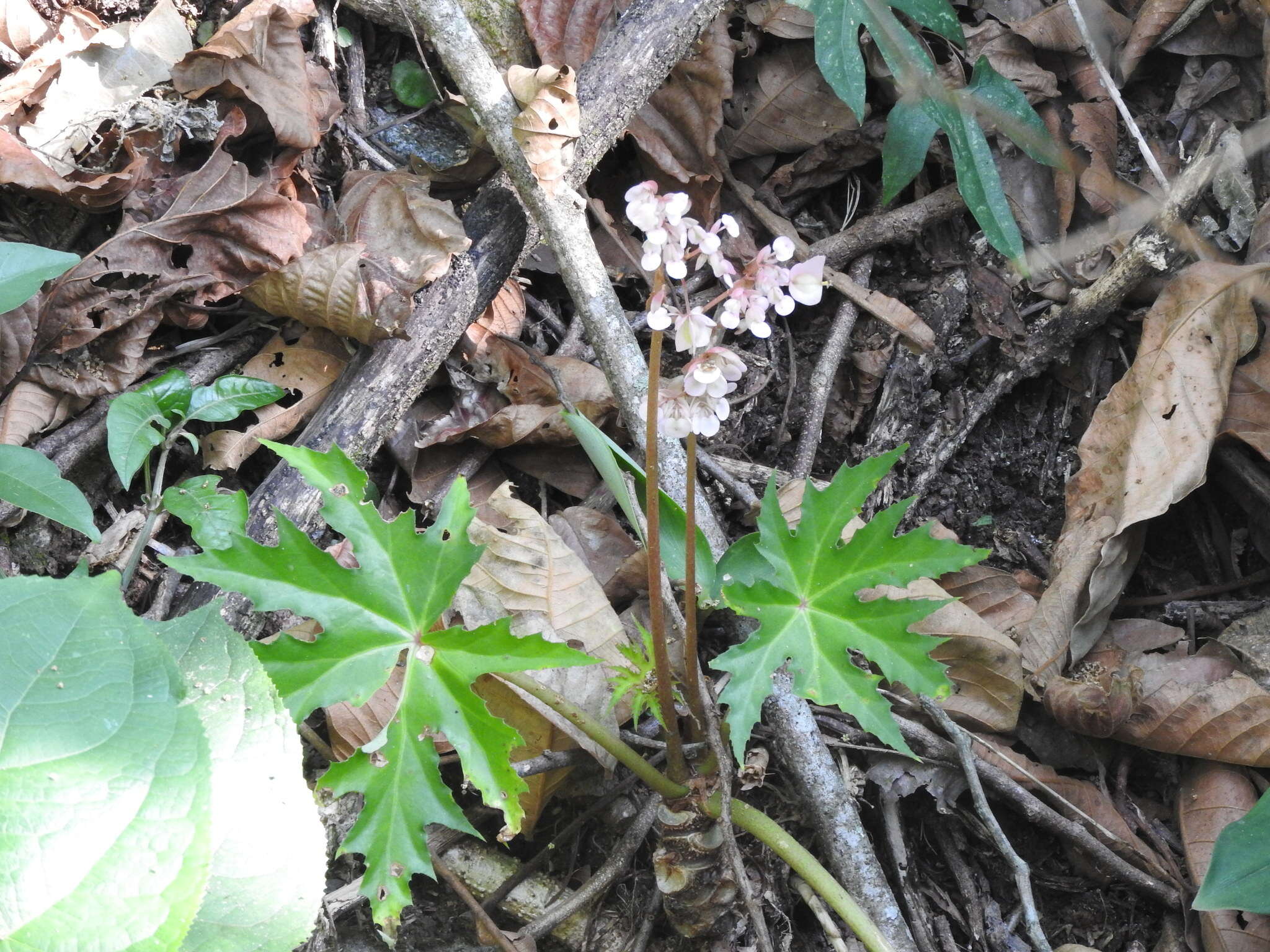 Слика од Begonia crassicaulis Lindl.