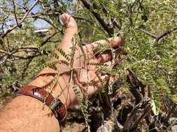 Sivun Prosopis velutina Wooton kuva