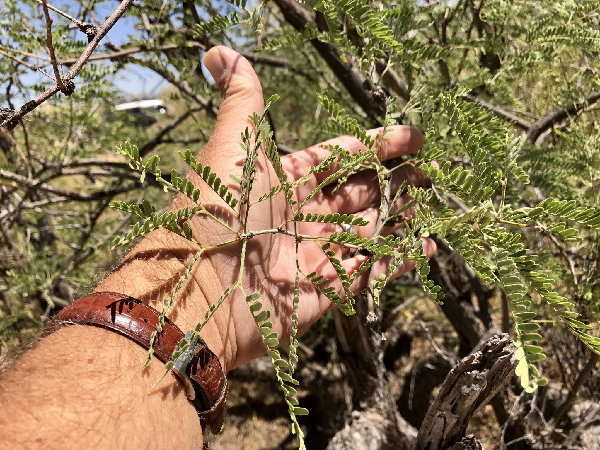 Image of velvet mesquite