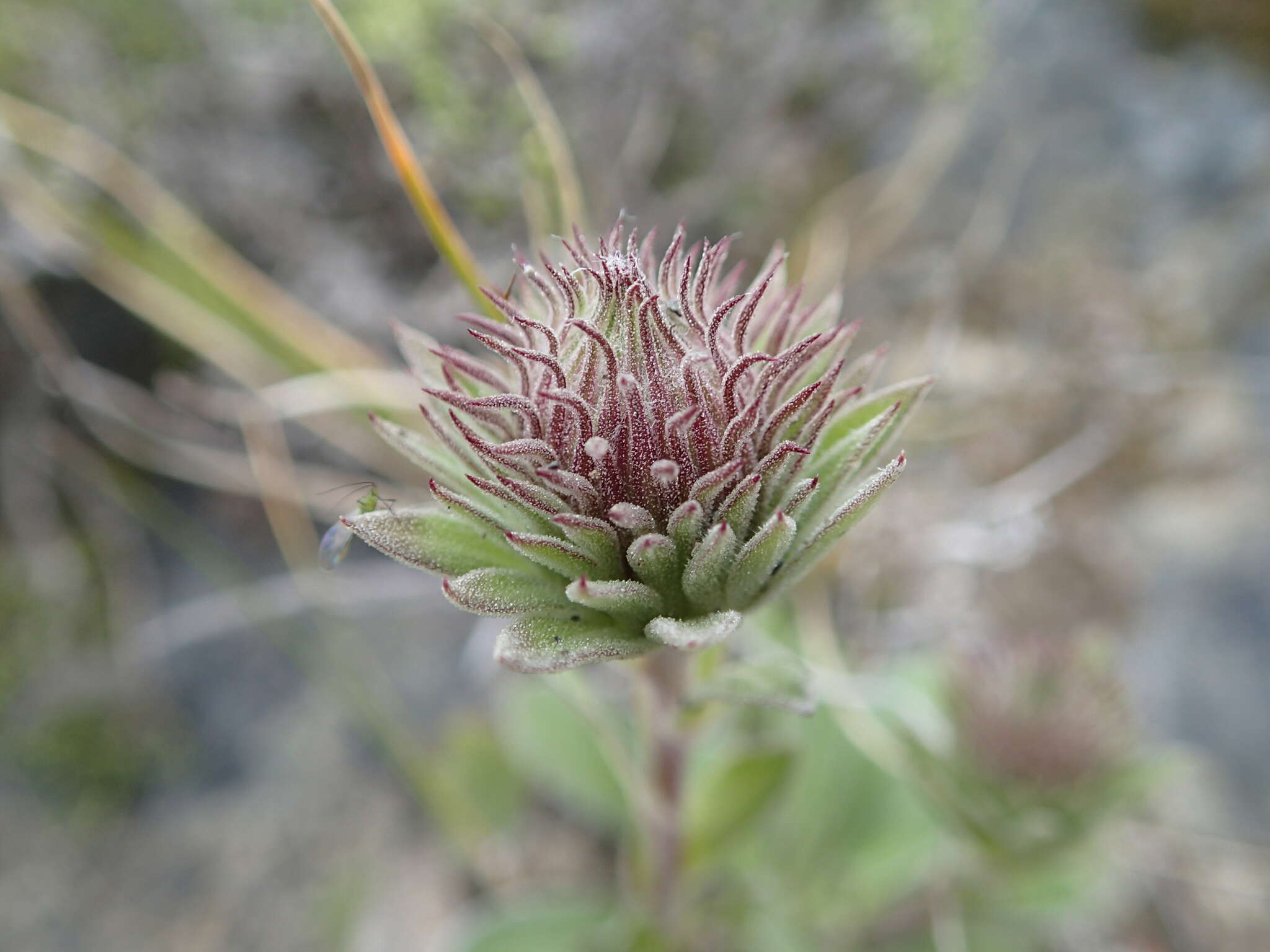 Слика од <i>Celmisia cockayneana</i>