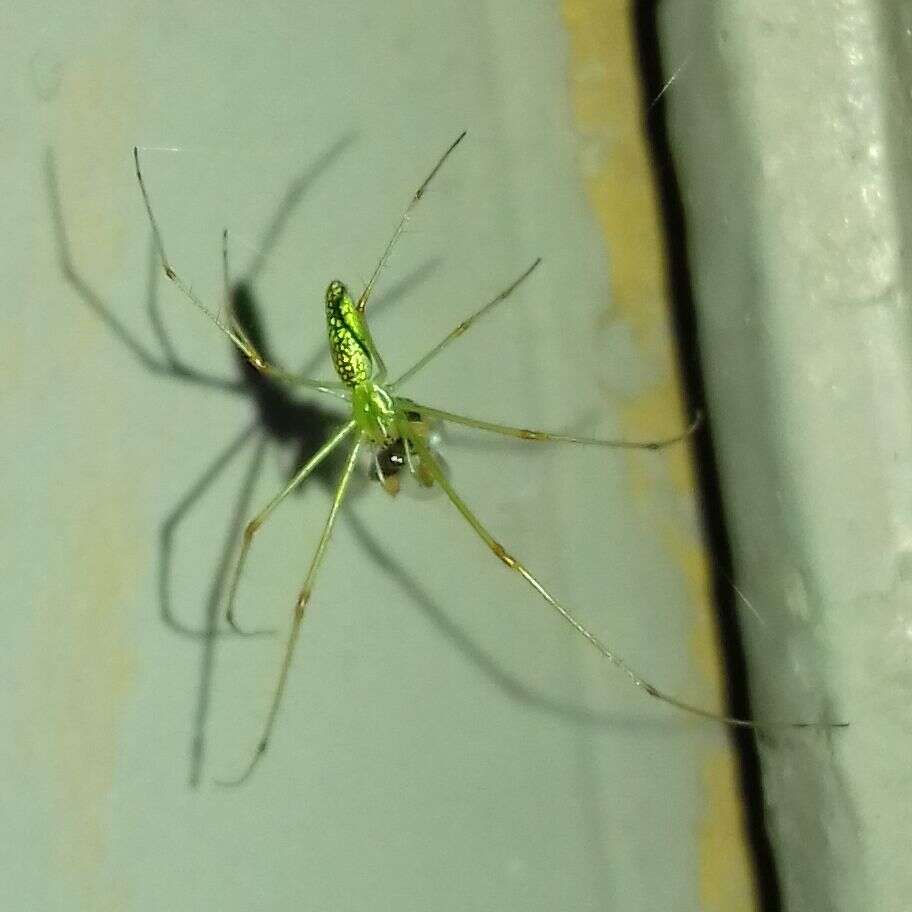 Image of Tetragnatha yesoensis Saito 1934