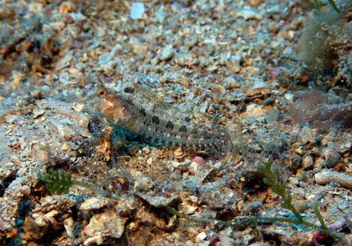 Image of Tentacled Blenny