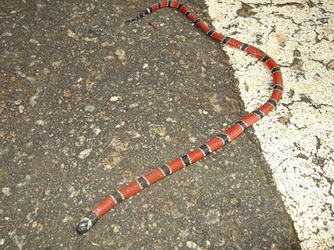 Image of Painted Coral Snake