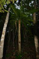 Image of Cycad