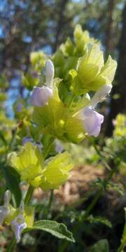 Image of Salvia absconditiflora Greuter & Burdet