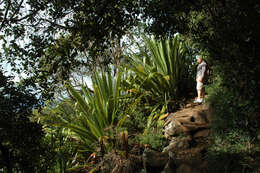 Doryanthes palmeri W. Bull resmi