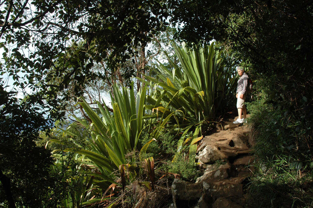 Image de Doryanthes palmeri W. Bull