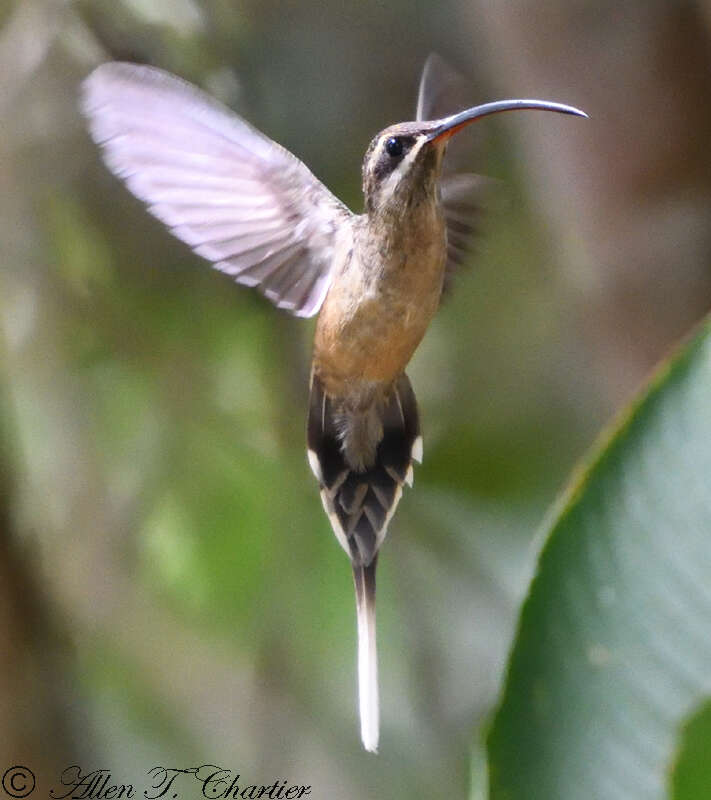 Image of Great-billed Hermit