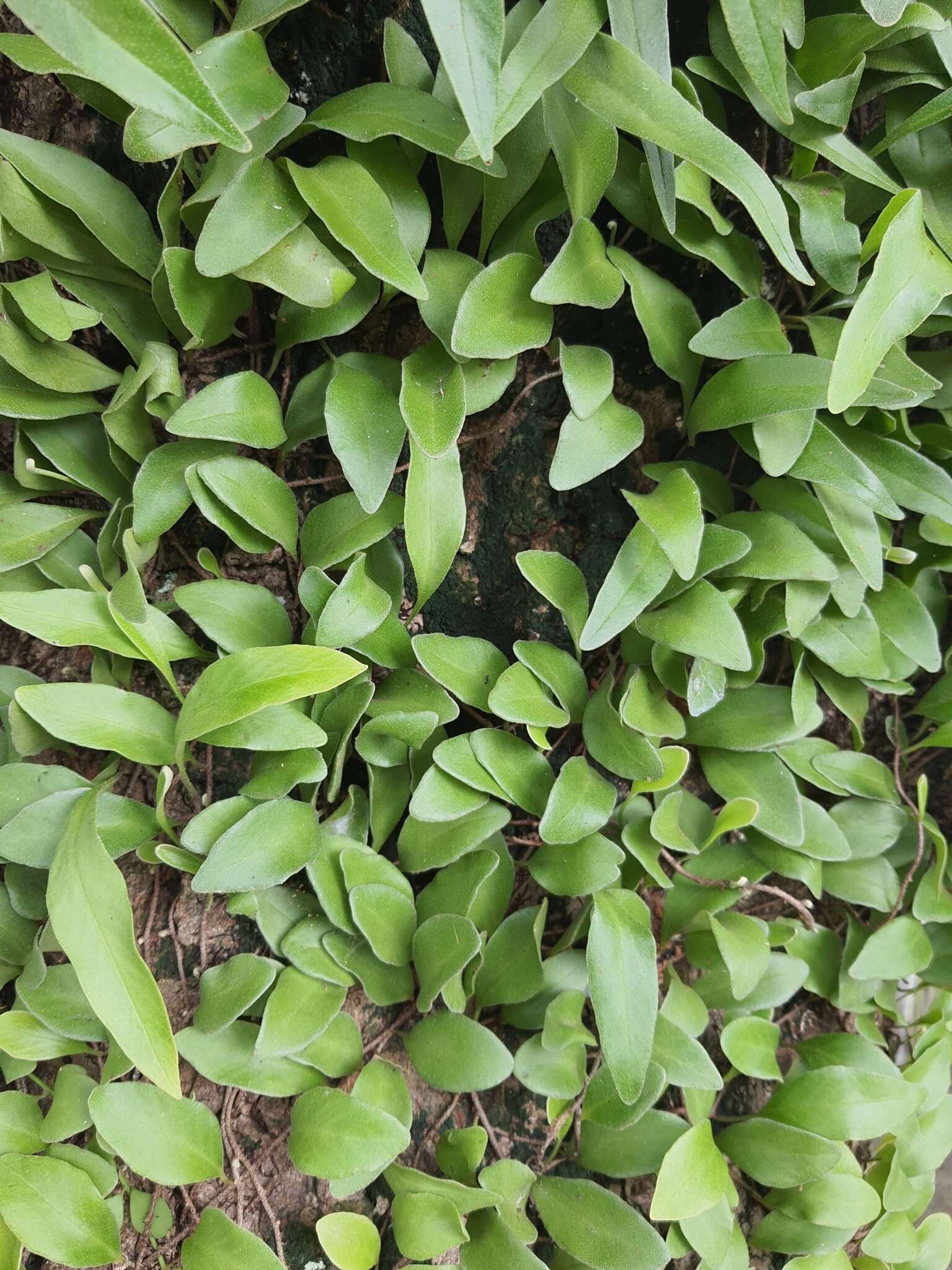 Image of lanceleaf tongue fern