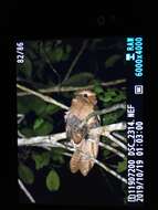 Image of Large Frogmouth