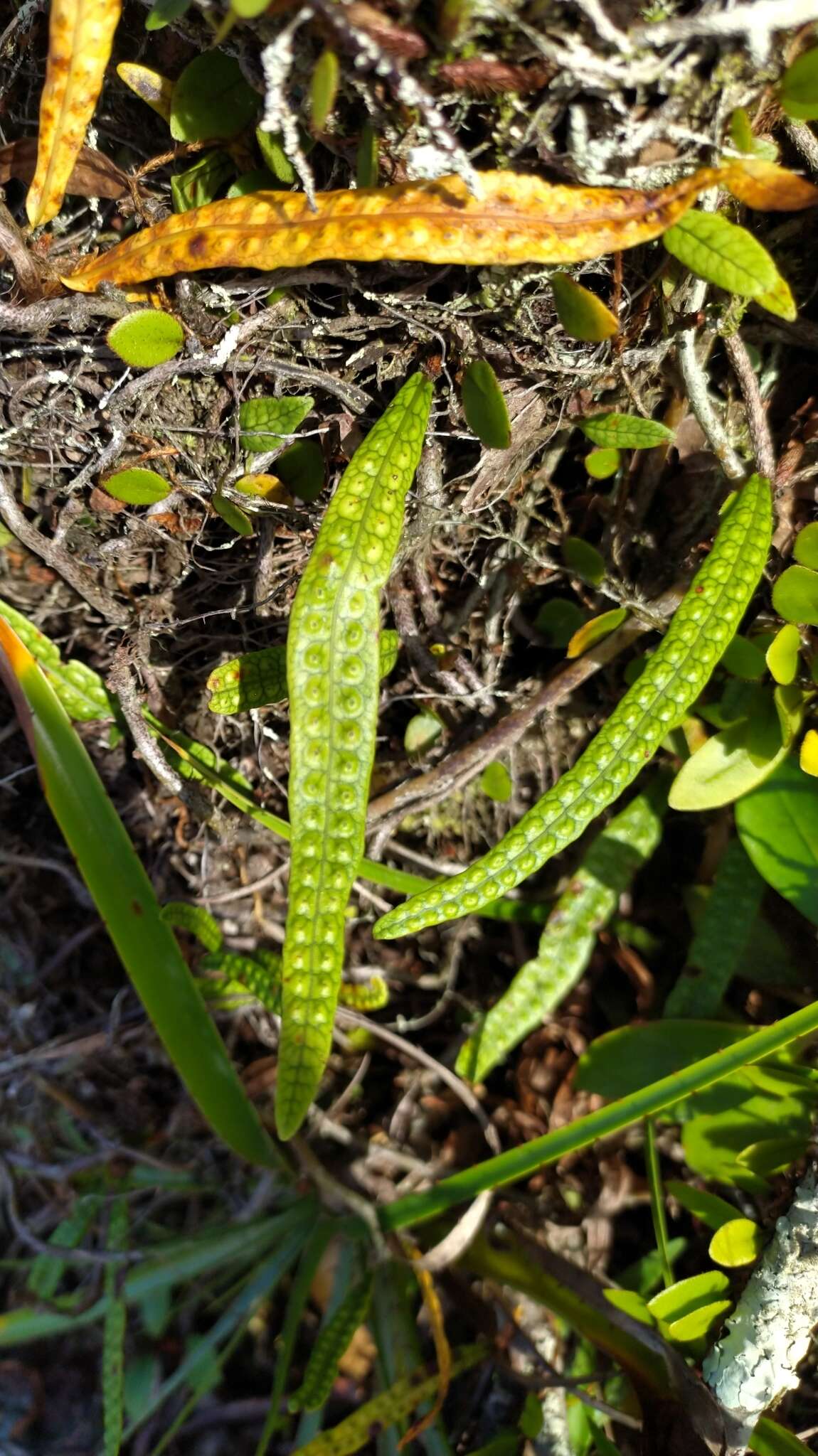 Microgramma lycopodioides (L.) Copel. resmi