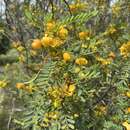 صورة <i>Senna coronilloides</i>