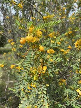 صورة <i>Senna coronilloides</i>