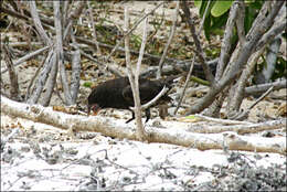 Image of Espanola Cactus Finch