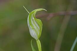 Image of Alpine greenhood