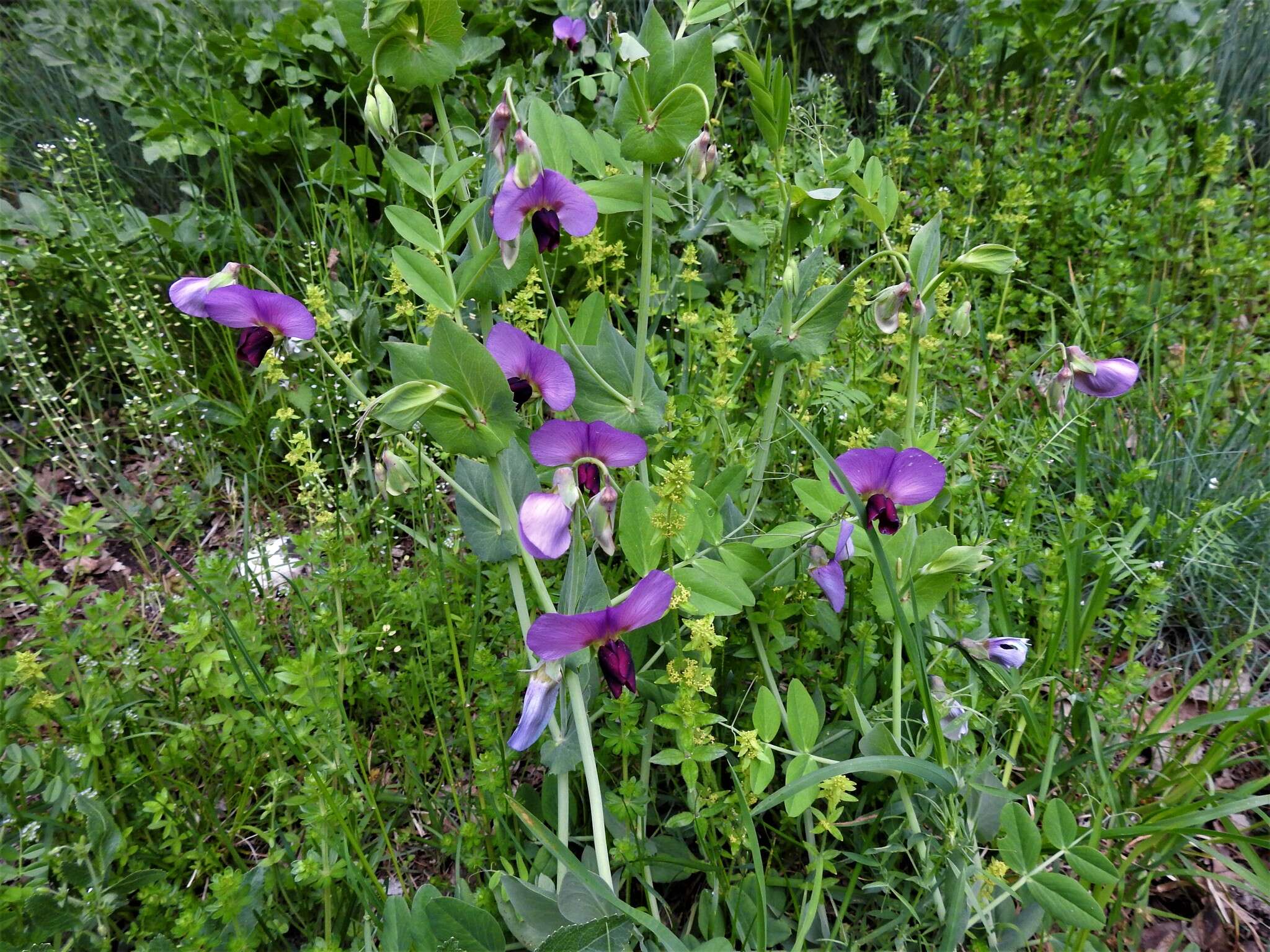 Image of wild pea