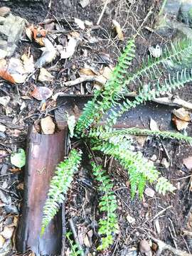 Image of Blechnum australe L.